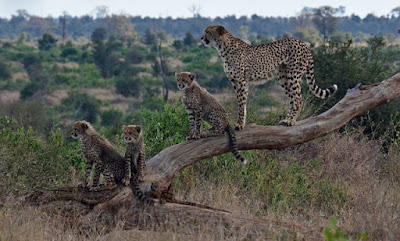 Cheetah facts and information