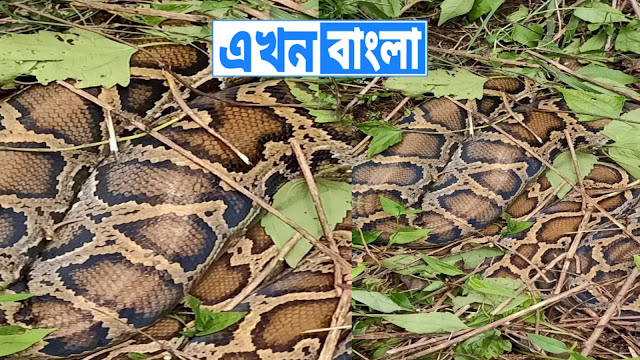 চিতাবাঘের পর বিশালাকার অজগর উদ্ধার চা বাগান থেকে