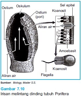  Sistem  Pernapasan  Hewan  Porifera Cacing Mollusca 