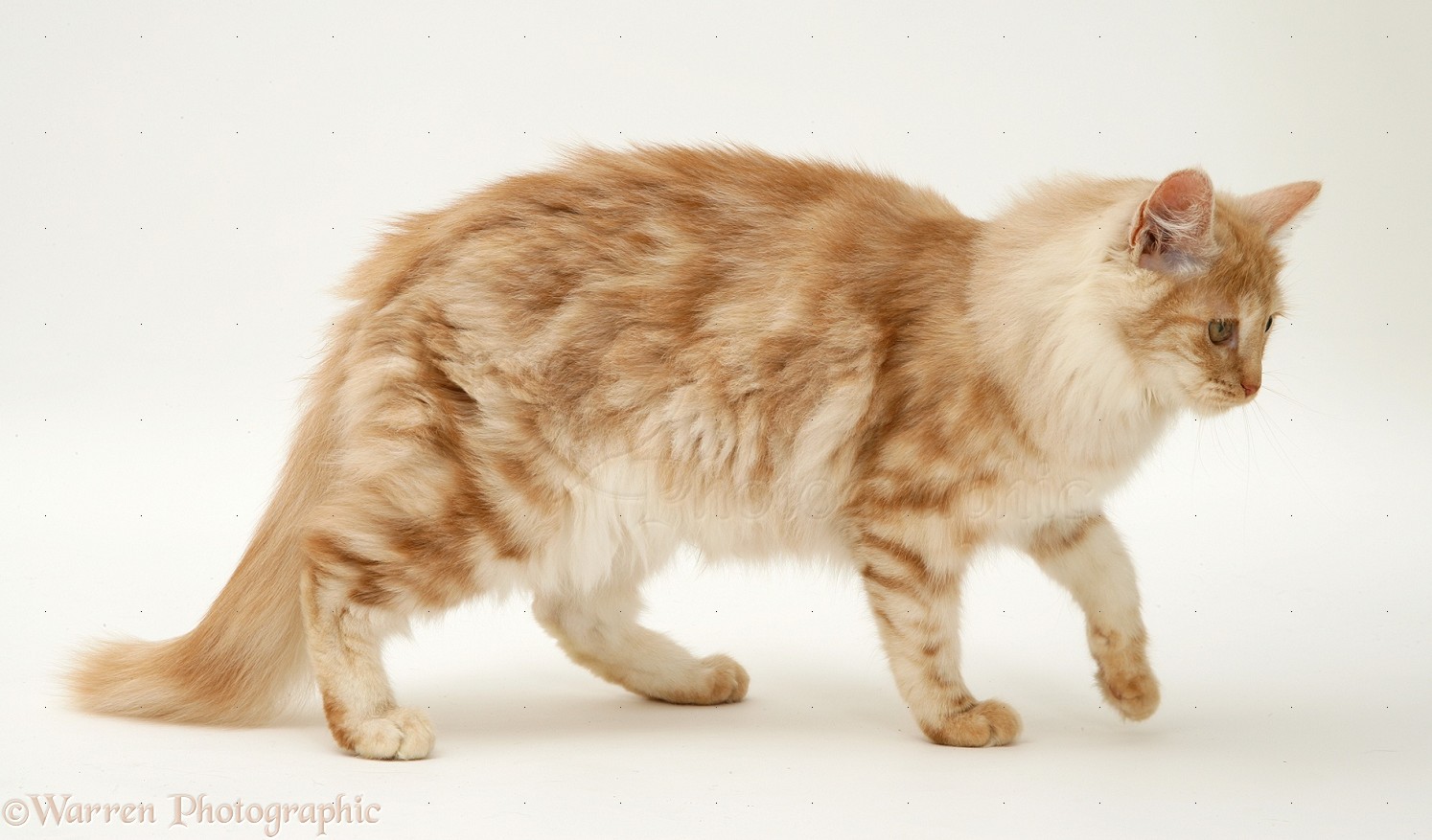 30 Gambar Jenis Kucing Anggora Beserta Harganya 