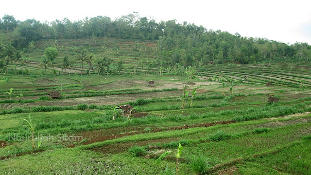 Orang-orangan sawah dan hamparan sawah usai panen