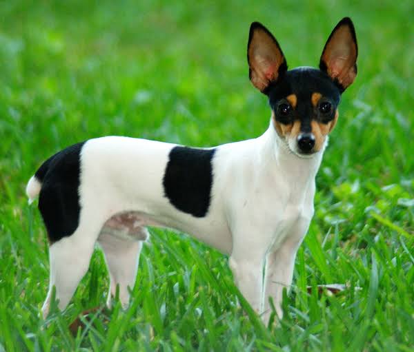 Toy Fox Terrier is a breed among the smallest dogs in the world.