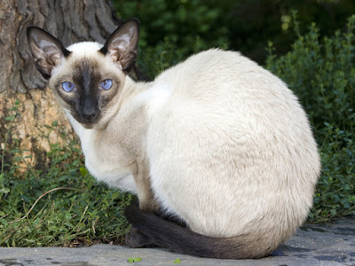 siamese cat personality breed