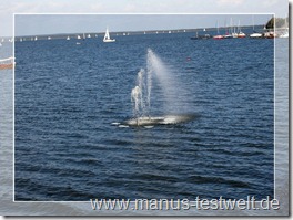 Steinhuder Meer Wasserfontine