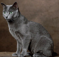 kucing russian blue