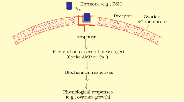 Mechanism of Hormone action