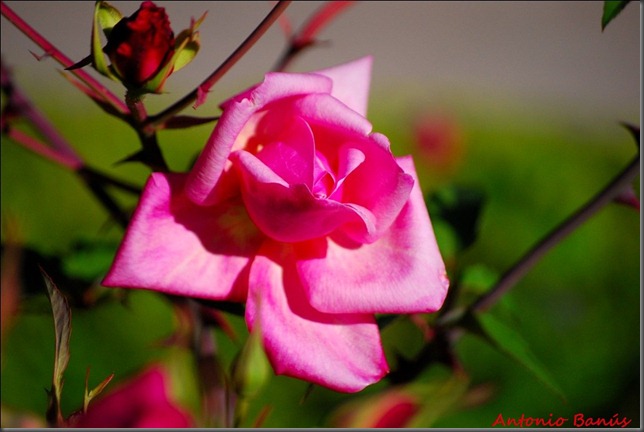 3 DSC_9264 X