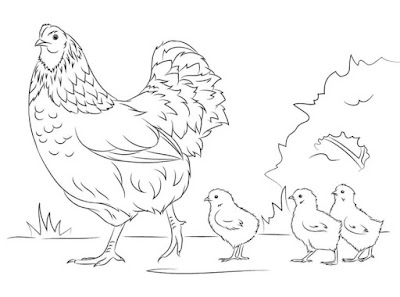 gambar sketsa ayam dan anaknya