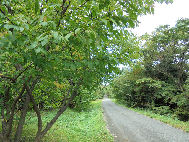 弥生の森の遊歩道