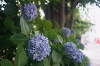 smc PENTAX-M 1:2.8 40mm　絞り:F2.8