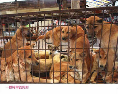 China Dog Cages