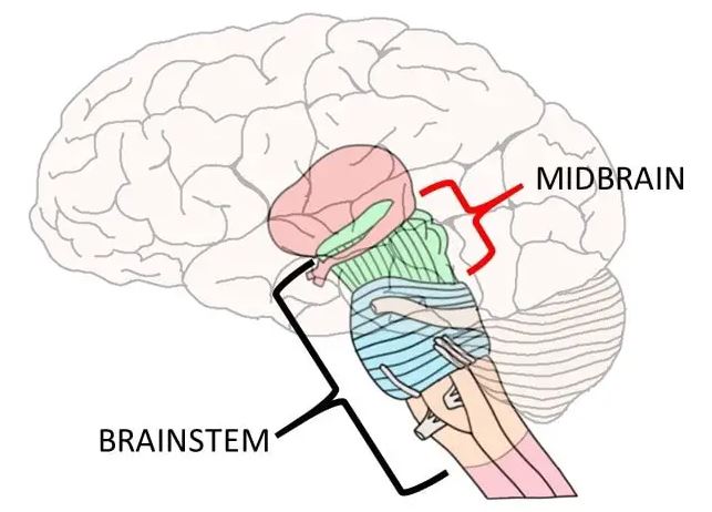 fungsi midbrain pada otak
