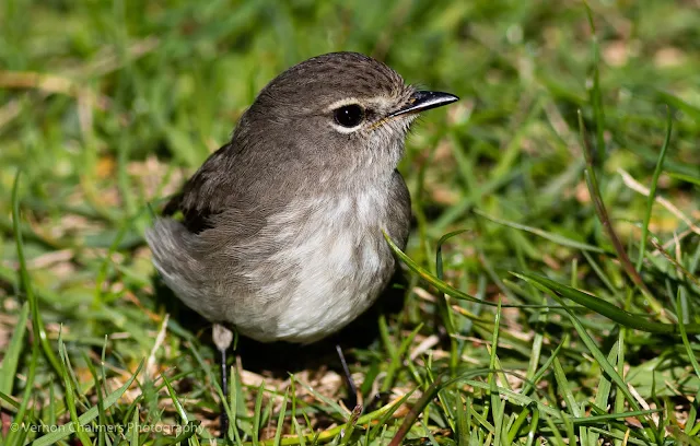 Dusky Flycatcher Bird Kirstenbosch National Botanical Garden Cape Town Vernon Chalmers Photography