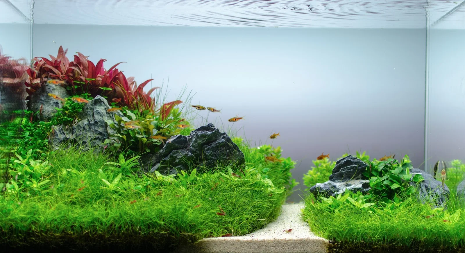 Aquascaping, Aquarium