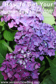 How to Get a Hydrangea Plant to Bloom, from Serenity Now