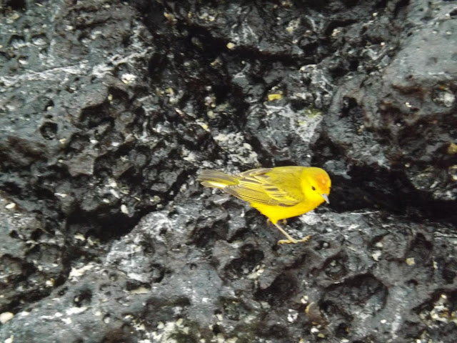 Playa de las Bachas, Isla Santa Cruz, Islas Galápagos