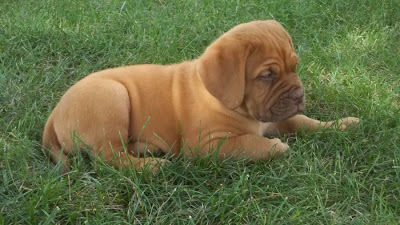 Dogue de Bordeaux Puppies Pictures