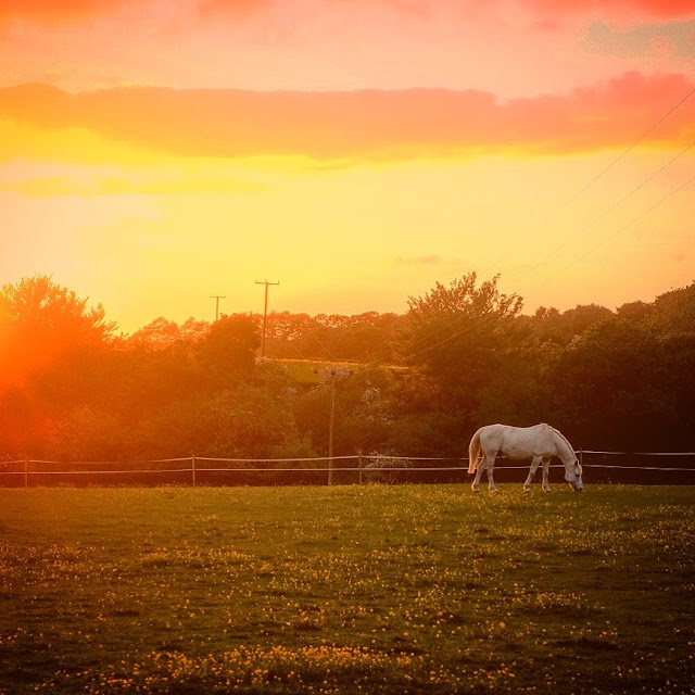 Horse at sunset, this is the week of change, be the change, mandy charlton photography, newcastle photographer, blogger, writer