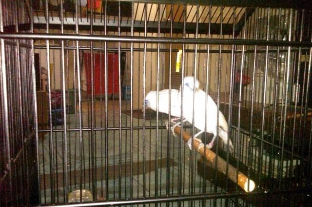 JUAL MURAI BATU MEDAN: HARGA BURUNG JALAK BALI ASLI