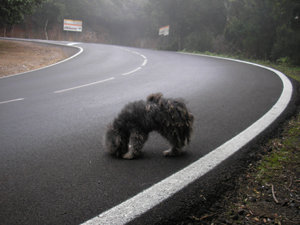 como, rescatar, rescate, animal, perro, abandonado, rescue, abandoned, pet, dog, ayuda, carretera, road