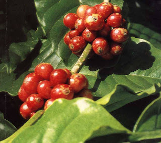 Syamsu merasa lega karena panen kopinya tahun ini selamat dari gempuran hama yang jenisnya Melawan Hama Kopi Tanpa Pestisida