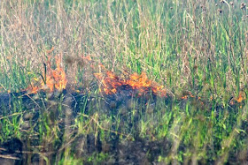 prairie restoration controlled burn