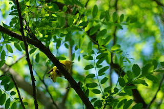 Yelllow warbler in Bluffers Park