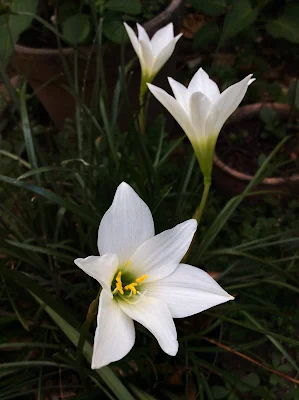 Rain lily - Zephyranthes candida