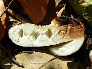 Russula foetens IMG15559