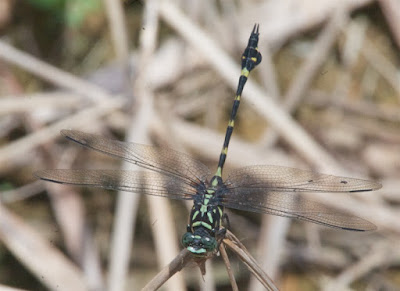 Ictinogomphus decoratus