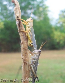 Grasshopper plague