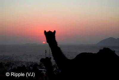 Posted by Ripple (VJ) :  Pushkar Camel Fair 2008 : Camel looking at Sunset @ Pushkar Camel Fair 2008The small and beautiful town of Pushkar is set in a valley just about 14 km off Ajmer in the north Indian state of Rajasthan. Surrounded by hills on three sides and sand dunes on the other, Pushkar forms a fascinating location and a befitting backdrop for the annual religious and cattle fair which is globally famous and attracts thousands of visitors from all parts of the world.