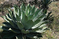 Tobala, agave potatorum, mezcal, Oaxaca, Mexique