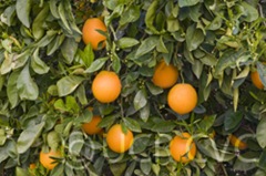 navel orange