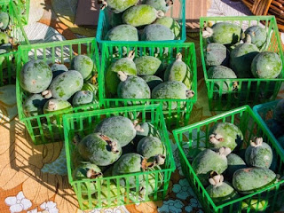 Feijoa