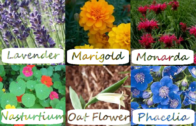 Different Types Of Flowers Images And Names