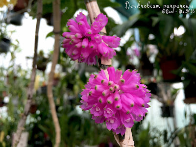 Dendrobium purpureum care and culture