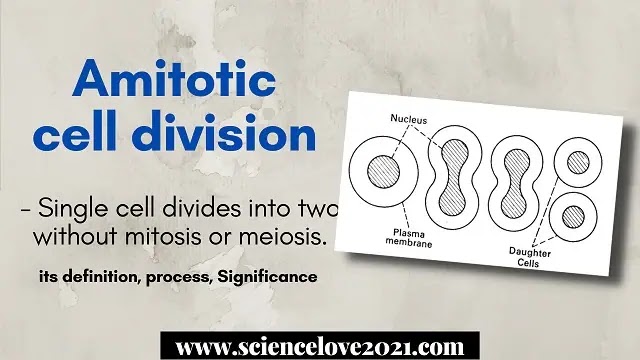 Amitotic cell division : definition, phases, diagram