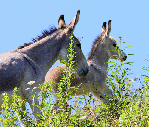 animalia,mammalia,donkey,riding,cattle,chardata,asinus,gif ass