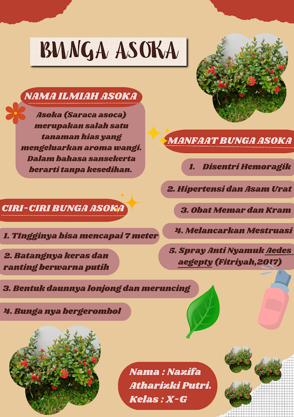 Infografik Laporan Hasil Observasi Bunga Asoka