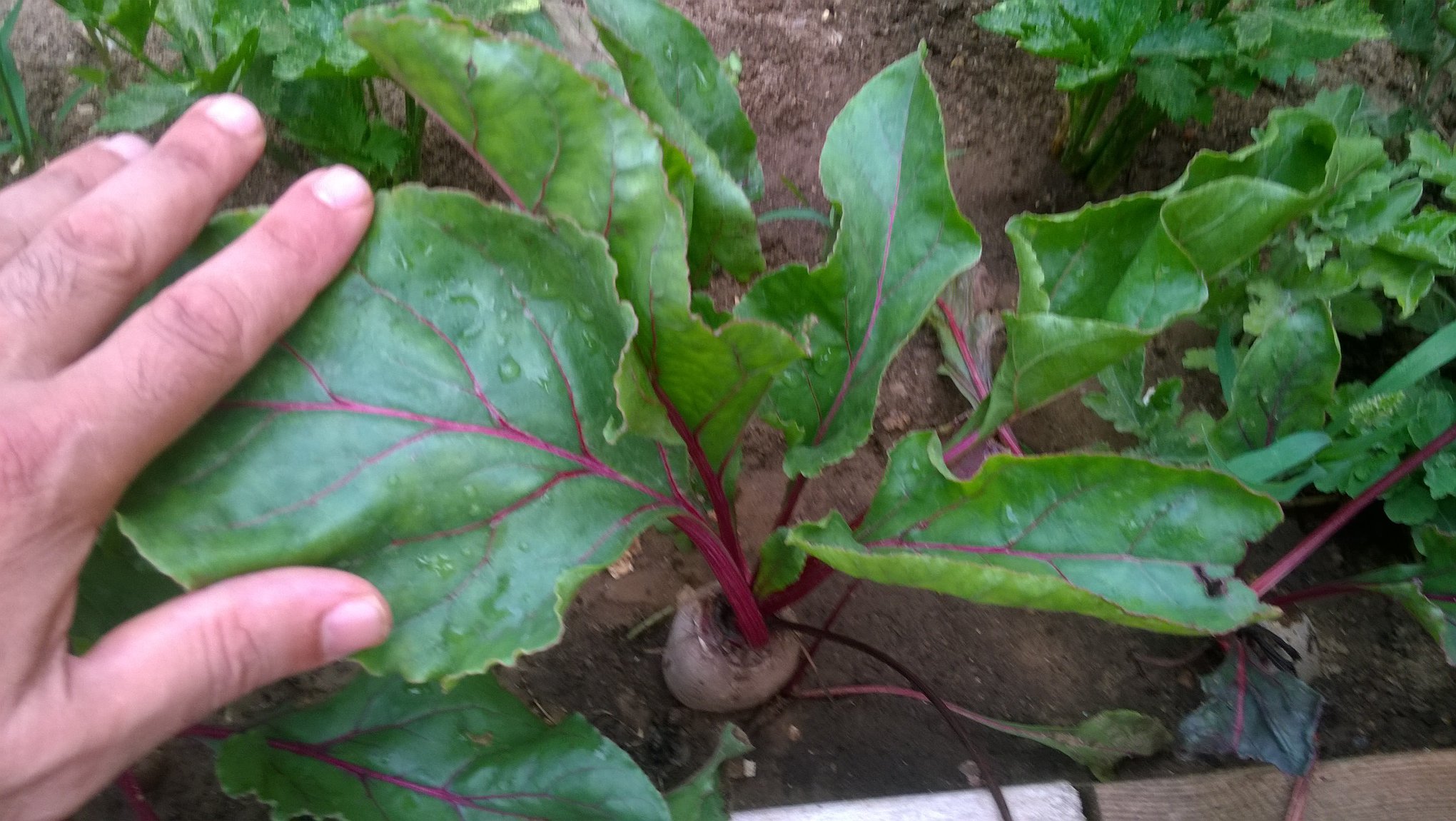 Beetroot is a cool season vegetable crop. This root veggie grows quickly and has many different varieties, which showcase deep red, yellow, or white bulbs of different shapes.