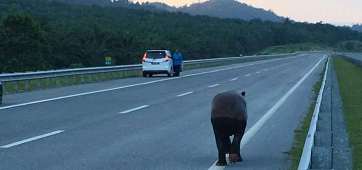 (3 Gambar) Selepas Pak Belang, Kini Sang Tapir Pula 