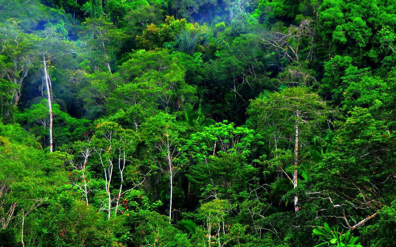 Persebaran Flora dan Fauna Di Indonesia - Special Pengetahuan