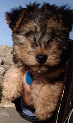 Lakeland Terrier Puppy Picture
