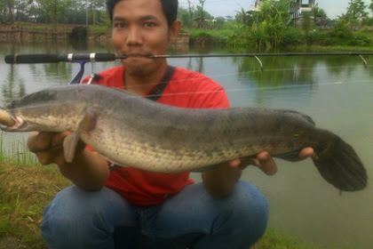 Cara Jitu Mancing Ikan Lele Biar Cepat Dapat