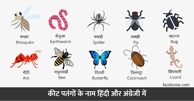 80+ All Insects﻿ Name in Hindi And English : किट पतंगों के नाम हिंदी और अंग्रेजी में। 