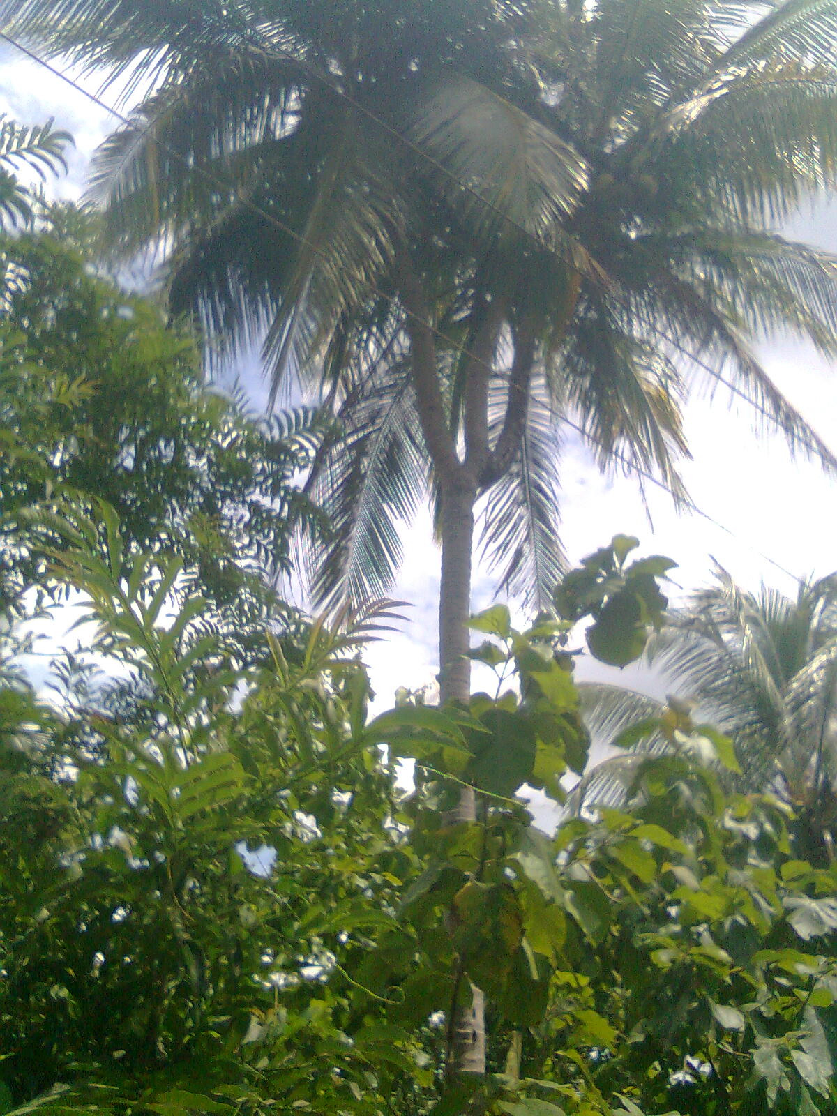 Pohon Kelapa Bercabang 3 Di Purworejo KemejingNet