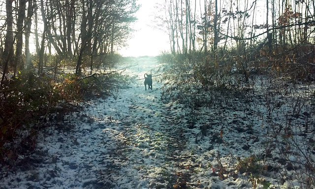 dog-walk