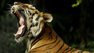 El Tigre un animal en peligro de extinción