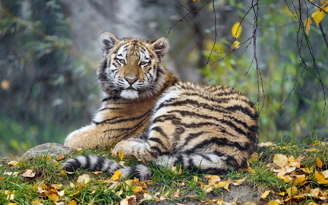 Tigress Cub